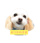 バニラ  くん（個別スタンプ：4）