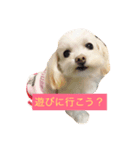 バニラ  くん（個別スタンプ：5）