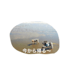 毎日のララとの日常（個別スタンプ：6）