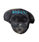 毎日のララとの日常（個別スタンプ：10）