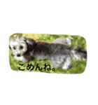 毎日のララとの日常（個別スタンプ：11）