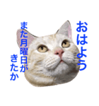 ニャン吉くん〜ネガティヴ社会人編〜（個別スタンプ：1）