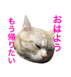 ニャン吉くん〜ネガティヴ社会人編〜（個別スタンプ：2）