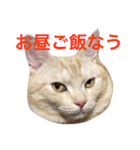ニャン吉くん〜ネガティヴ社会人編〜（個別スタンプ：4）