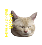 ニャン吉くん〜ネガティヴ社会人編〜（個別スタンプ：8）