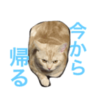 ニャン吉くん〜ネガティヴ社会人編〜（個別スタンプ：11）