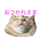 ニャン吉くん〜ネガティヴ社会人編〜（個別スタンプ：12）
