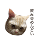 ニャン吉くん〜ネガティヴ社会人編〜（個別スタンプ：13）