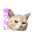 ニャン吉くん〜ネガティヴ社会人編〜（個別スタンプ：15）