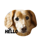 leo.f（個別スタンプ：4）