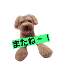 トイプードルQちゃん②（個別スタンプ：3）