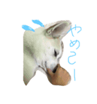 保護犬ミルちゃん（個別スタンプ：1）
