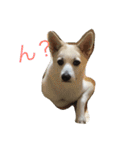 保護犬ミルちゃん（個別スタンプ：3）