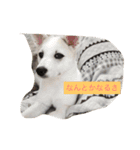 保護犬ミルちゃん（個別スタンプ：4）