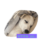 保護犬ミルちゃん（個別スタンプ：6）