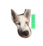 保護犬ミルちゃん（個別スタンプ：7）