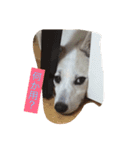 保護犬ミルちゃん（個別スタンプ：8）