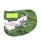 保護犬ミルちゃん（個別スタンプ：9）