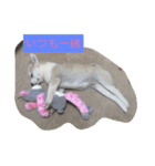 保護犬ミルちゃん（個別スタンプ：12）