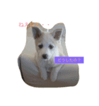 保護犬ミルちゃん（個別スタンプ：14）