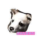 保護犬ミルちゃん（個別スタンプ：15）