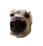 保護犬ミルちゃん（個別スタンプ：16）