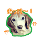 ビーグル犬のギンさん（個別スタンプ：2）