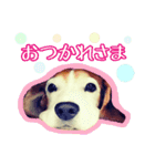 ビーグル犬のギンさん（個別スタンプ：4）