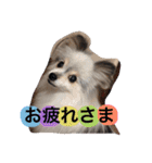 パピヨンのまろんスタンプ♡（個別スタンプ：6）