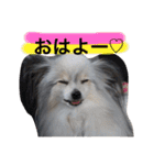パピヨンのまろんスタンプ♡（個別スタンプ：8）