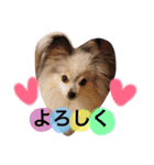 パピヨンのまろんスタンプ♡（個別スタンプ：9）