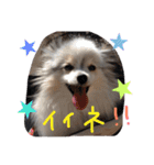 パピヨンのまろんスタンプ♡（個別スタンプ：13）