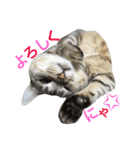 にゃんこのつくね（個別スタンプ：2）