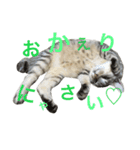 にゃんこのつくね（個別スタンプ：4）
