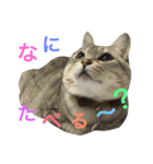にゃんこのつくね（個別スタンプ：5）