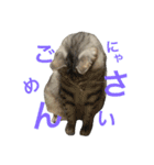 にゃんこのつくね（個別スタンプ：6）