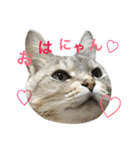 にゃんこのつくね（個別スタンプ：7）