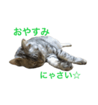 にゃんこのつくね（個別スタンプ：8）