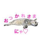 にゃんこのつくね（個別スタンプ：13）