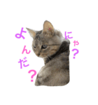 にゃんこのつくね（個別スタンプ：14）
