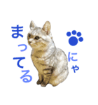 にゃんこのつくね（個別スタンプ：15）