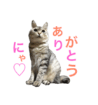 にゃんこのつくね（個別スタンプ：16）