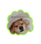 MELON LOVE（個別スタンプ：3）