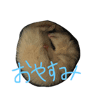albino ferret Stamp（個別スタンプ：1）