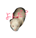 albino ferret Stamp（個別スタンプ：2）