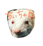albino ferret Stamp（個別スタンプ：3）