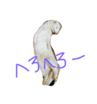 albino ferret Stamp（個別スタンプ：4）
