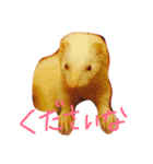 albino ferret Stamp（個別スタンプ：6）