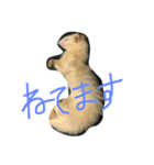 albino ferret Stamp（個別スタンプ：7）
