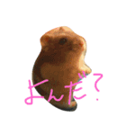 albino ferret Stamp（個別スタンプ：8）